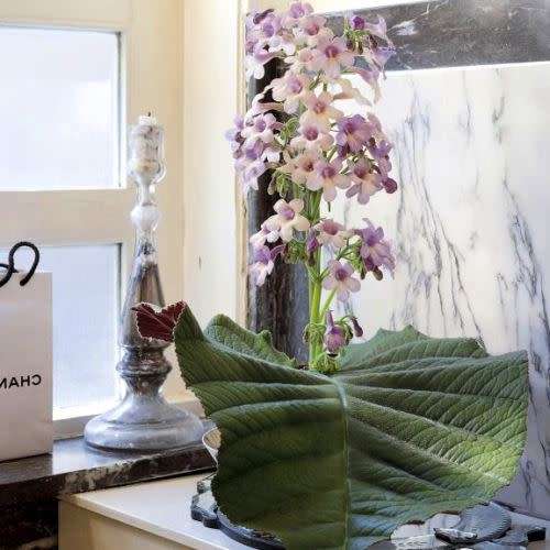 5 Streptocarpus grandis Seeds - Indigenous South African Endemic Perennial Houseplant