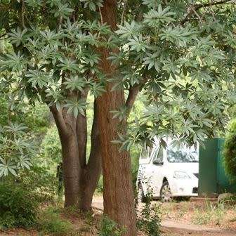 5 Sterculia murex Seeds - Lowveld Chestnut Tree, Laeveld Kastaiing Boom - Combined Shipping