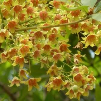 5 Sterculia murex Seeds - Lowveld Chestnut Tree, Laeveld Kastaiing Boom - Combined Shipping