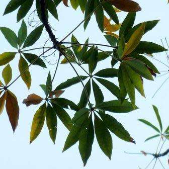 5 Sterculia murex Seeds - Lowveld Chestnut Tree, Laeveld Kastaiing Boom - Combined Shipping