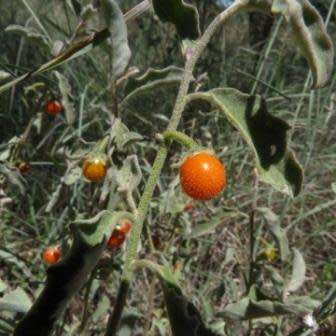 5 Solanum catombelense Seeds - Indigenous South African Perennial Edible Fruit Shrub