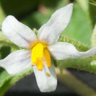 5 Solanum catombelense Seeds - Indigenous South African Perennial Edible Fruit Shrub
