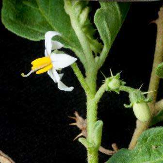 5 Solanum catombelense Seeds - Indigenous South African Perennial Edible Fruit Shrub