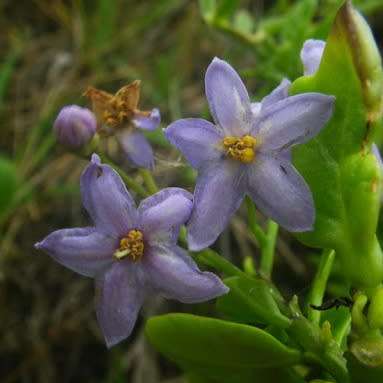 5 Solanum africanum Drunken Berry Seeds Indigenous South African Endemic Hardy Perennial Shrub Vine