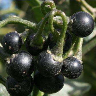 5 Solanum africanum Drunken Berry Seeds Indigenous South African Endemic Hardy Perennial Shrub Vine