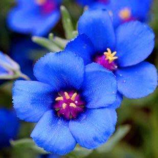 Blue Pimpernel Seeds - Anagallis monelli Seeds - Annual - Combined Worldwide Shipping