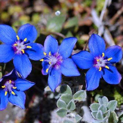 Blue Pimpernel Seeds - Anagallis monelli Seeds - Annual - Combined Worldwide Shipping