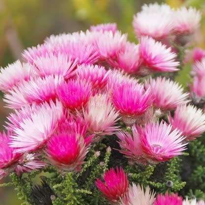Phaenocoma prolifera Seeds - Cape Strawflower - Indigenous South African Shrub - Flat Ship Rate