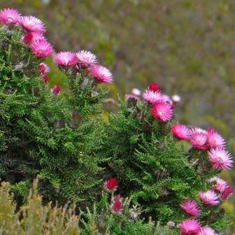 Phaenocoma prolifera Seeds - Cape Strawflower - Indigenous South African Shrub - Flat Ship Rate