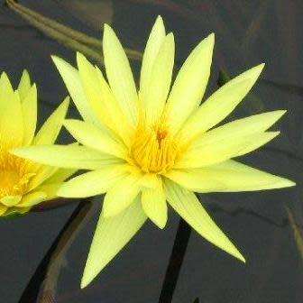 Yellow Water Lily - Nymphaea eldorado Seeds - Buy Aquatic Plant Seeds in South Africa