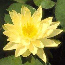 Yellow Water Lily - Nymphaea eldorado Seeds - Buy Aquatic Plant Seeds in South Africa