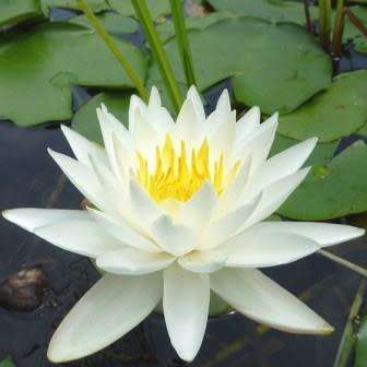 Sweet-scented Water Lily - Nymphaea odorata Seeds - Buy Aquatic Plant Seeds in South Africa