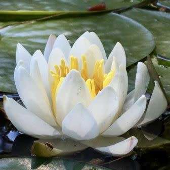 Sweet-scented Water Lily - Nymphaea odorata Seeds - Buy Aquatic Plant Seeds in South Africa