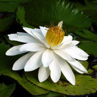 Hairy Water Lily - Nymphaea pubescens Seeds - Buy Aquatic Plant Seeds in South Africa