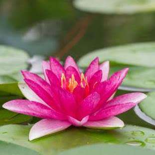 Red Water Lily - Nymphaea rubra Seeds - Buy Aquatic Plant Seeds in South Africa