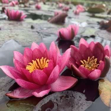 Red Water Lily - Nymphaea rubra Seeds - Buy Aquatic Plant Seeds in South Africa