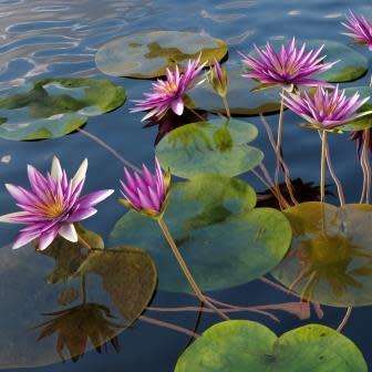 Red Water Lily - Nymphaea rubra Seeds - Buy Aquatic Plant Seeds in South Africa