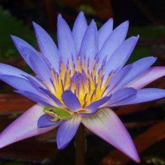 5 Blue Water Lily - Nymphaea violacea Seeds - Buy Aquatic Plant Seeds in South Africa - Psychoactive