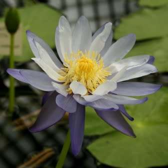 5 Blue Water Lily - Nymphaea violacea Seeds - Buy Aquatic Plant Seeds in South Africa - Psychoactive