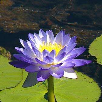 5 Blue Water Lily - Nymphaea violacea Seeds - Buy Aquatic Plant Seeds in South Africa - Psychoactive