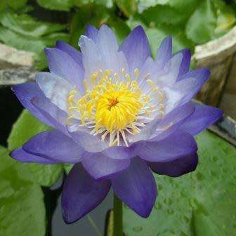 5 Blue Water Lily - Nymphaea violacea Seeds - Buy Aquatic Plant Seeds in South Africa - Psychoactive