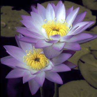 5 Blue Water Lily - Nymphaea violacea Seeds - Buy Aquatic Plant Seeds in South Africa - Psychoactive