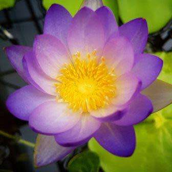 5 Blue Water Lily - Nymphaea violacea Seeds - Buy Aquatic Plant Seeds in South Africa - Psychoactive