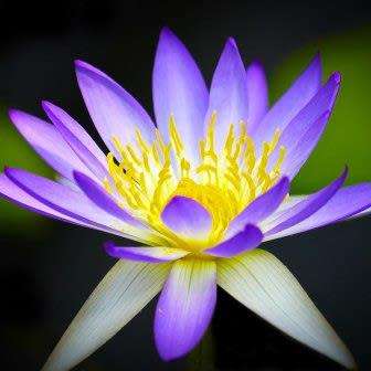 5 Blue Water Lily - Nymphaea violacea Seeds - Buy Aquatic Plant Seeds in South Africa - Psychoactive