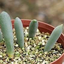 Albuca unifolia - Indigenous South African Perennial Bulb Seeds for Sale in South Africa