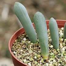 Albuca unifolia - Indigenous South African Perennial Bulb Seeds for Sale in South Africa