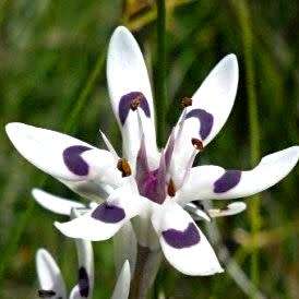 5 Wurmbea elatior Seeds - Pepper-and-Salt flower - Indigenous South African Native Perennial Bulb