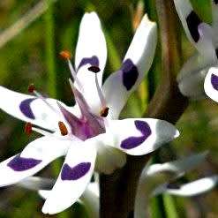 5 Wurmbea elatior Seeds - Pepper-and-Salt flower - Indigenous South African Native Perennial Bulb