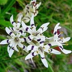 5 Wurmbea elatior Seeds - Pepper-and-Salt flower - Indigenous South African Native Perennial Bulb
