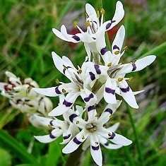 5 Wurmbea elatior Seeds - Pepper-and-Salt flower - Indigenous South African Native Perennial Bulb