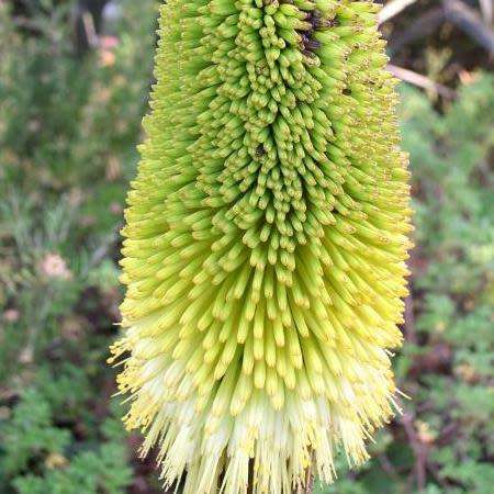 5 Kniphofia bruceae Seeds - Indigenous South African Endemic Perennial Bulb - Combined Shipping