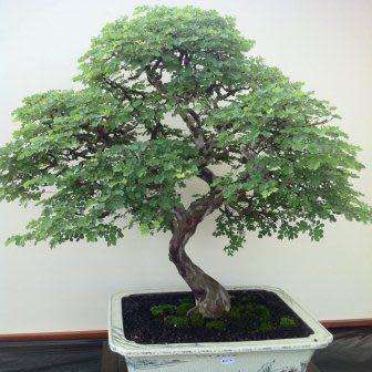 5 Libidibia ferrea / Caesalpinia ferrea - Leopard Tree, Brazilian Ironwood Seeds Bonsai + FREE eBook