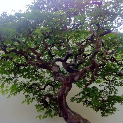 5 Libidibia ferrea / Caesalpinia ferrea - Leopard Tree, Brazilian Ironwood Seeds Bonsai + FREE eBook