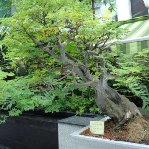 5 Libidibia ferrea / Caesalpinia ferrea - Leopard Tree, Brazilian Ironwood Seeds Bonsai + FREE eBook