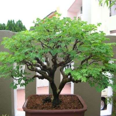 5 Libidibia ferrea / Caesalpinia ferrea - Leopard Tree, Brazilian Ironwood Seeds Bonsai + FREE eBook