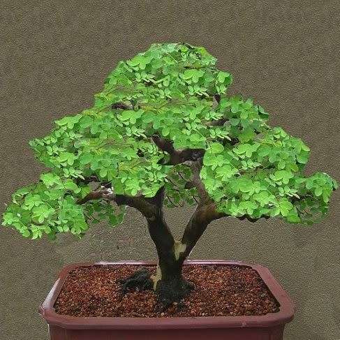 5 Libidibia ferrea / Caesalpinia ferrea - Leopard Tree, Brazilian Ironwood Seeds Bonsai + FREE eBook