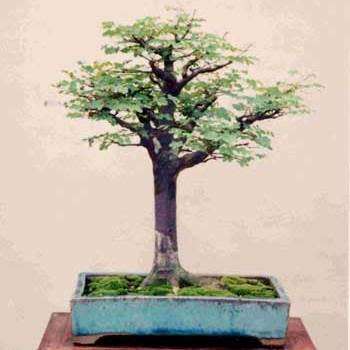 5 Libidibia ferrea / Caesalpinia ferrea - Leopard Tree, Brazilian Ironwood Seeds Bonsai + FREE eBook