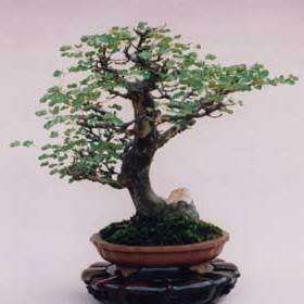 5 Libidibia ferrea / Caesalpinia ferrea - Leopard Tree, Brazilian Ironwood Seeds Bonsai + FREE eBook