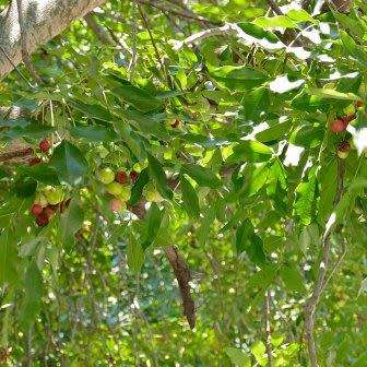 5 Ekebergia capensis - Cape Ash Seeds - South African Indigenous Medicinal Magical Evergreen Tree