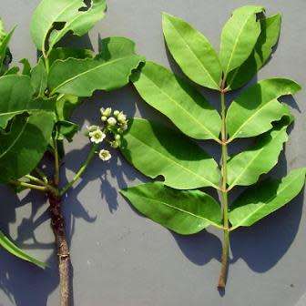 5 Ekebergia capensis - Cape Ash Seeds - South African Indigenous Medicinal Magical Evergreen Tree