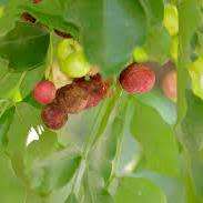 5 Ekebergia capensis - Cape Ash Seeds - South African Indigenous Medicinal Magical Evergreen Tree