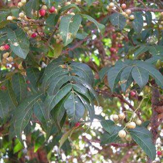 5 Ekebergia capensis - Cape Ash Seeds - South African Indigenous Medicinal Magical Evergreen Tree