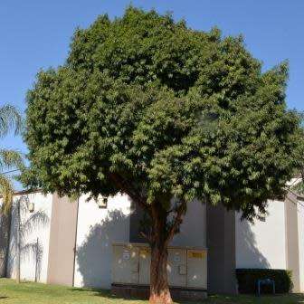 5 Ekebergia capensis - Cape Ash Seeds - South African Indigenous Medicinal Magical Evergreen Tree