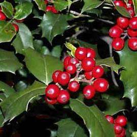 10 Ilex aquifolium - English Holly - Mistletoe Seeds - Evergreen Tree or Shrub - Combined Shipping