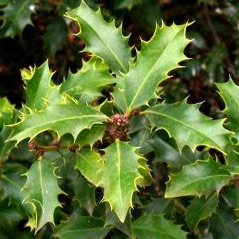 10 Ilex aquifolium - English Holly - Mistletoe Seeds - Evergreen Tree or Shrub - Combined Shipping