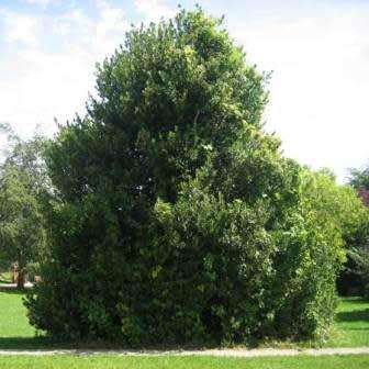 10 Ilex aquifolium - English Holly - Mistletoe Seeds - Evergreen Tree or Shrub - Combined Shipping